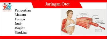 Pada jaringan otot polos, serat ototnya berbentuk gelendong dengan kedua ujungnya. Jaringan Otot Pengertian Macam Fungsi Jenis Struktur