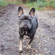 Full of your typical bulldog attitude, she loves to be held and always wants attention. French Bulldogs Borrowmydoggy Leaving Pawprints Of Happiness