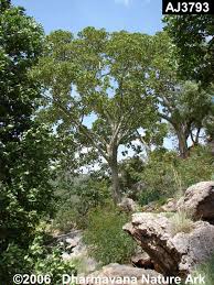 Image result for Hildegardia