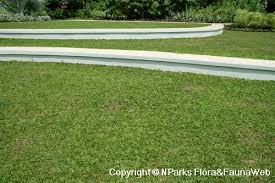 Image result for Axonopus