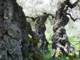 2000 Year Old Olive Trees In Bovara Italy 2010 Adventure Travel Tree Adventure