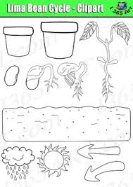 For much more sheet similar to the. Lima Bean Plant Life Cycle Clipart Set Color Black White Tpt