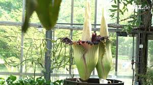 Verpassen sie nicht die titanenwurz, die größte blume der welt, wenn diese blüht. Die Titanwurz Bluht Doppelt Die Grosste Blume Der Welt In Kiel Hat Sich Geteilt Youtube