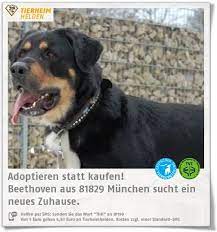 mit beethoven waren die halter uberfordert sodass er ins tierheim munchen kam http www tierheimhelden de hund tierheim muenchen berne tierheim tiere hunde