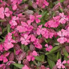 Trouvez plante pot extérieur sur 2ememain ✅ avantageux pour tout le monde. Silene Rose Le Pot De 9x9 Cm Plantes Vivaces Botanic Jardin Botanic
