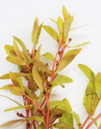 Image result for Nesaea