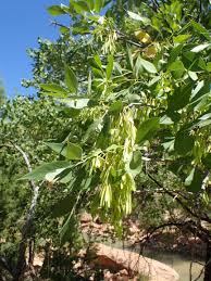 Image result for Fraxinus velutina
