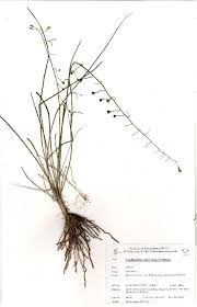 Image result for Trachyandra saltii