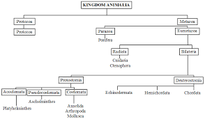 what are the characteristics of the kingdom animalia a