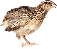 Image result for quail
