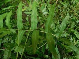 Image result for Ampelopteris prolifera