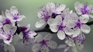Adorable purple flower close up picture. Awesome Flower Wallpapers Top Free Awesome Flower Backgrounds Wallpaperaccess