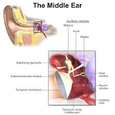Sound transduction in the ear. Acoustic Reflex Wikipedia