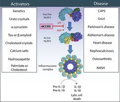 Sicher suchen nach online chatbot. Pharmacological Inhibition Of The Nod Like Receptor Family Pyrin Domain Containing 3 Inflammasome With Mcc950 Pharmacological Reviews