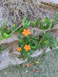 Image result for Diplocyclos