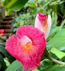 Image result for Costus phyllocephalus