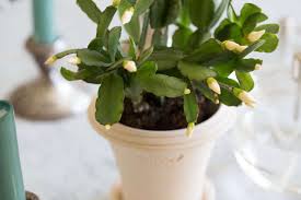 Easter cactus can be pickier than its relatives about reblooming because it requires specific cool nighttime temperatures and short days. Easter Cactus Tips On How To Grow And Care For A Tropical Houseplant On Gardenista