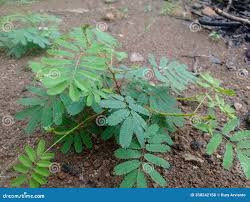 Image result for Mimosa diplotricha