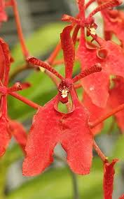 Image result for Hionanthera