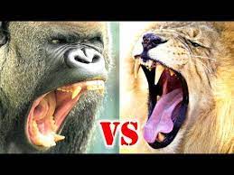 Maybe you would like to learn more about one of these? Download Gorilla Vs Lion Mp4 Mp3 3gp Naijagreenmovies Fzmovies Netnaija