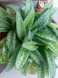 Image result for Ledebouria macowanii