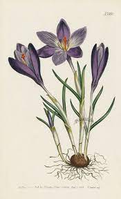 Crocus Vernus Large Purple Spring Crocus From Curtis Flower Prints Da Botanical Illustration Watercolor Botanical Illustration Vintage Botanical Illustration