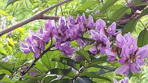 Image result for Millettia eetveldeana