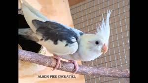 cockatiels colors with name