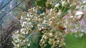 Image result for Harungana madagascariensis