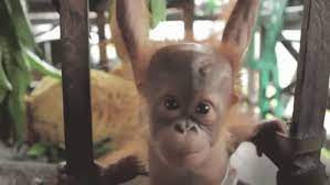 Little Lady Gif Apes Orangutans Bbaies Discover Share Gifs Baby Orangutan Orangutan Baby Animals