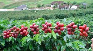 From our macadamia and cashew nuts to our coffee, teas in yet another effort to recharge kenya's coffee sector, the country's agriculture ministry has unveiled a branding and direct marketing initiative using. How To Increase Coffee Yield Yara Kenya