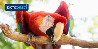 937 users · 37,220 views Parrot Names Male Female Famous And Not So Famous Exoticdirect