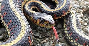 Northwestern garter snake reptiles of bc. Common Garter Snake Vancouver Island Bc Gohiking Ca