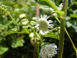 Image result for Adenostemma viscosum