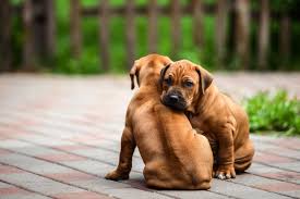 The original breed standard was drafted by f. Rhodesian Ridgeback Rassebeschreibung Zooplus Hundemagazin