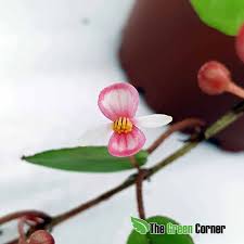 Image result for Begonia elaeagnifolia