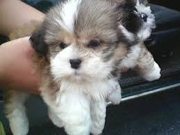 If you are unable to find your shih tzu puppy in our puppy for sale or dog for sale sections, please consider looking thru thousands of shih tzu dogs for adoption. Adorable Shih Tzu Puppies 9 Weeks Old For Sale In Waldorf Maryland Classified Americanlisted Com
