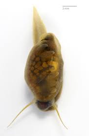 Image result for Megalochlamys