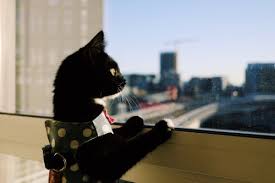 I wish there was more. Emotional Support Cat Vest Is It Necessary Certapet