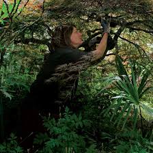 Red maple has an oval shape and is a fast grower with strong wood, reaching a height of 75 feet. Learn To Prune Japanese Maples