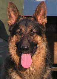 Specializing in large, over sized, akc registered german shepherds. Haus Von Vogel Kennels Akc Schutzhund German Shepherds Puppies For Sale Pictures Oklahoma German Shepherd Puppy Breeder Puppies Corgi Puppy Corgi