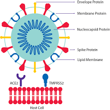 While related, the two viruses are different. Coronavirus Sars Cov 2 Viral Proteins