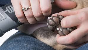 Once the styptic powder (or styptic powder substitute, like corn starch) is applied to the dog' broken nail, keep the dog quiet and do not allow him to walk. 5 Ways To Stop Your Dogs Nail From Bleeding Puppy Leaks