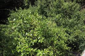 Image result for Secamone