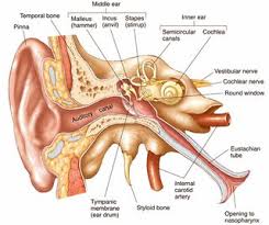 The fluid builds up from a runny nose or congestion drainning down the throat. Is It Really That Bad To Get Water In A Baby S Ear Parenting Stack Exchange