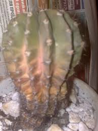 Spider mites, scale insects, and mealybugs can suck. Why Is My Cactus Purple Gardening Landscaping Stack Exchange