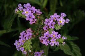 Image result for Heliotropium amplexicaule