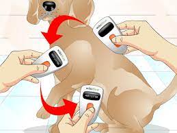 Once in place, the microchip can be detected immediately with a handheld device that uses radio waves to read the chip. How To Tell If A Dog Is Microchipped 7 Steps With Pictures