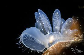 Image result for Melinis subglabra