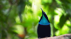 Birds Of Paradise Wallpaper Hd Superb Bird Of Paradise Google Search Birds Of Paradise Pinterest Paradise And Bird